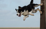 Border Collie Hund