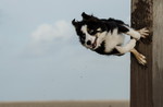 Border Collie Hund