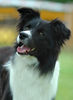 Border Collie Foto: Border Collie (ID 24577) Border Collie Hund