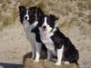 Border Collie Foto: 2 im Urlaub (ID 12220) Border Collie Hund