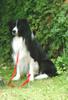 Border Collie Foto: Border (ID 815) Border Collie Hund