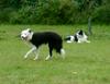 Border Collie Foto: aufgenommen beim 1. European Agility Open 2002 in Graz (ID 825) Border Collie Hund