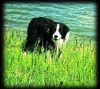 Border Collie Foto: Tom die Wasserratte (ID 6480) Border Collie Hund