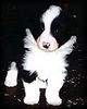 Border Collie Foto: Tom´s Sohn Merlin (First Time Hero vom Birkenhof) mit ca. 5 Wochen (ID 7058) Border Collie Hund