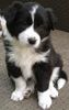 Border Collie Foto: Border Welpe (ID 12200) Border Collie Hund