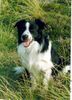 Border Collie Foto: Buddy (ID 3000) Border Collie Hund