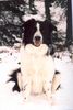 Border Collie Foto: Buddy im Winter (ID 3339) Border Collie Hund