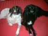 Border Collie Foto: Buffy und Tom - Ein starkes Team (ID 19363) Border Collie Hund