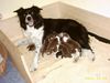 Border Collie Foto: Chipsy beim Welpensäugen (ID 18845) Border Collie Hund