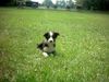 Border Collie Foto: Cody relaxt nach dem Badespass (ID 14477) Border Collie Hund