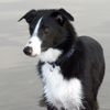 Border Collie Foto: mein ganzer Stolz Connor aus Irland (ID 32348) Border Collie Hund