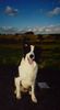 Border Collie Foto: Jasper aus St. Peter-Ording (ID 14757) Border Collie Hund
