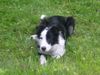 Border Collie Foto: Mike beim Hüten (ID 14646) Border Collie Hund