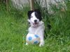 Border Collie Foto: Jaaa ich habe den Ball gefasst (ID 16888) Border Collie Hund