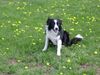 Border Collie Foto: Filou (ID 10942) Border Collie Hund