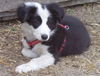 Border Collie Foto: Shari (ID 38184) Border Collie Hund