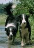Border Collie Foto: Filou + Gioca (ID 13150) Border Collie Hund