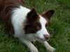 Border Collie Foto: Glenlivet of Pinewood Country (ID 21922) Border Collie Hund