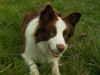 Border Collie Foto: Glenlivet of Pinewood Country (ID 21921) Border Collie Hund