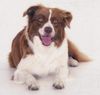 Border Collie Foto: Grace beim Fotoshooting (ID 18844) Border Collie Hund
