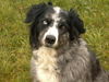 Border Collie Foto: können diese augen lügen? (ID 35309) Border Collie Hund