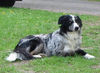 Border Collie Foto: grisou (ID 33433) Border Collie Hund