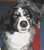 Border Collie Foto: grisou (ID 33894) Border Collie Hund