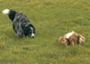 Border Collie Foto: böses (ID 35308) Border Collie Hund