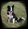 Border Collie Foto: Laika...13 Mon. alt (ID 38338) Border Collie Hund
