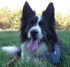 Border Collie Foto: Joker (4 jahre) (ID 34548) Border Collie Hund