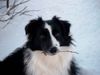 Border Collie Foto: ist sie nicht hübsch (ID 19687) Border Collie Hund