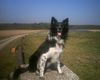 Border Collie Foto: Jacky mal aufmerksam *g* (ID 13717) Border Collie Hund