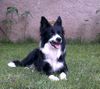 Border Collie Foto: Jackie Chan beim chillen im Garten, das Wetter ist perfekt und er genießt sein leben. Besser könnte es ihm gar nicht gehen :-) (ID 12191) Border Collie Hund
