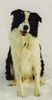 Border Collie Foto: Jasper aus SPO gew. 21.04.1998 (ID 14760) Border Collie Hund