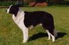 Border Collie Foto: Jasper aus SPO gew. 21.04.1998 (ID 14759) Border Collie Hund