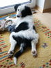 Border Collie Foto: sooo gemütlich (ID 25162) Border Collie Hund