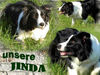Border Collie Foto: Border Dame Jinda (ID 38321) Border Collie Hund