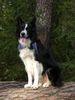 Border Collie Foto: mein joki (ID 35095) Border Collie Hund