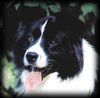 Border Collie Foto: Nells Papa Josh (ID 5212) Border Collie Hund