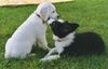 Border Collie Foto: AMY of Goblin's fountain (ID 2489) Border Collie Hund