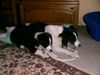 Border Collie Foto: MOLLY & LEXA,meine geliebten border-mixe (ID 23526) Border Collie Hund