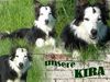 Border Collie Foto: Border Dame Kira (ID 38322) Border Collie Hund