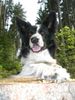 Border Collie Foto: ich bin der chef (ID 39801) Border Collie Hund