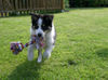 Border Collie Foto: gino a real gentleman (ID 39251) Border Collie Hund