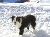 Border Collie Foto: Lady (ID 2416) Border Collie Hund