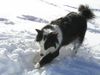 Border Collie Foto: Lady (ID 2422) Border Collie Hund
