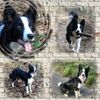 Border Collie Foto: Laika...13 Mon. alt (ID 38341) Border Collie Hund
