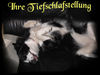 Border Collie Foto: Laika & ihre schlafstellung :-)) (ID 38345) Border Collie Hund