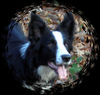Border Collie Foto: Laika...12 Mon. alt (ID 38333) Border Collie Hund