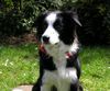 Border Collie Foto (ID 22990) Border Collie Hund